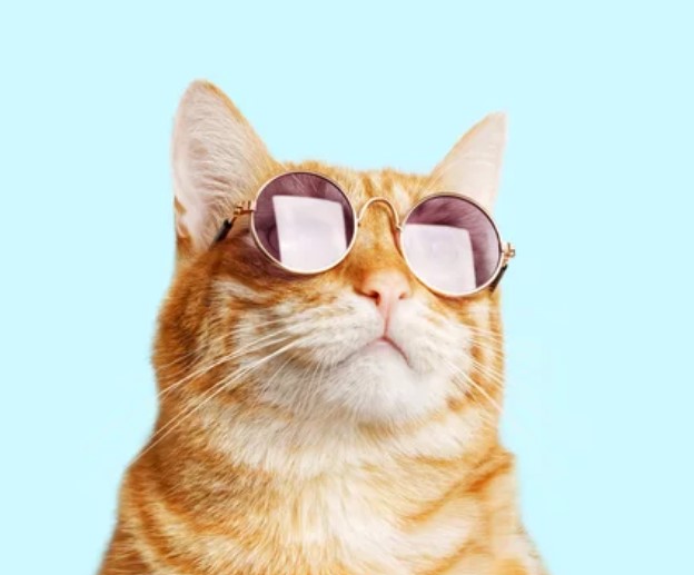 Beschreibung des Bildes